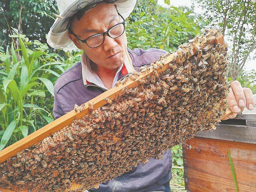 荔枝花开“蜂客”来