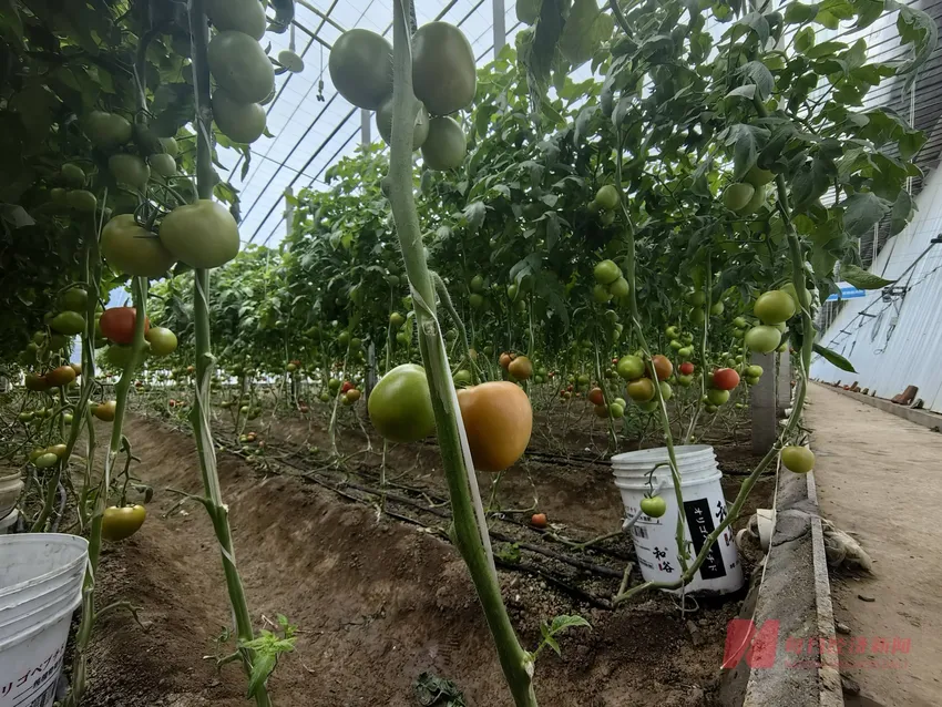 走访“菜篮子”寿光 | 寒潮吹散遍地“白菜价” 部分蔬菜地头价10天涨了3倍