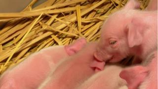 新生仔猪假死的施救方法，刚出生的猪崽就死了？赶紧抢救试试！