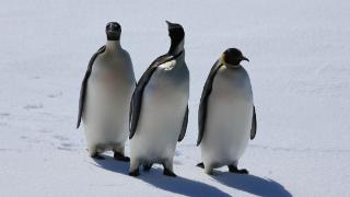 南极海冰融化严重危及帝企鹅幼鸟