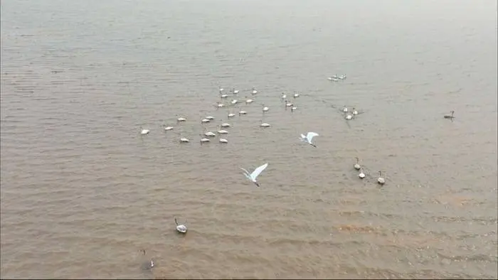 一批野生大天鹅来济赴冬日之约，黄河北岸有了“天鹅湖”