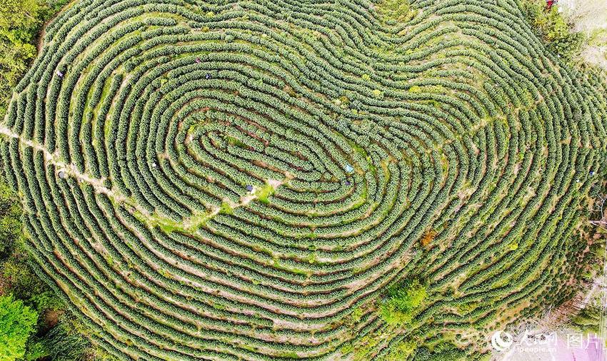 江西贵溪：茶旅融合助振兴