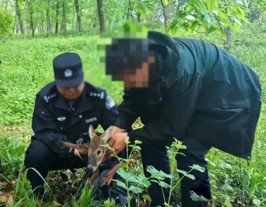 江苏南京发现“牙獐”，受伤后倒在路边，可怜巴巴似在向人求助