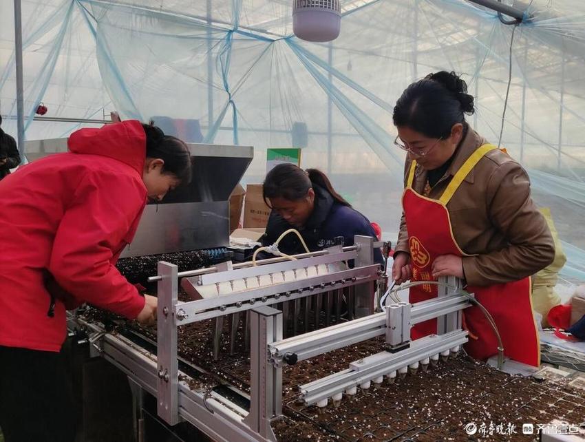 江北最大秋季番茄生产基地打造乡村振兴特色产业示范区