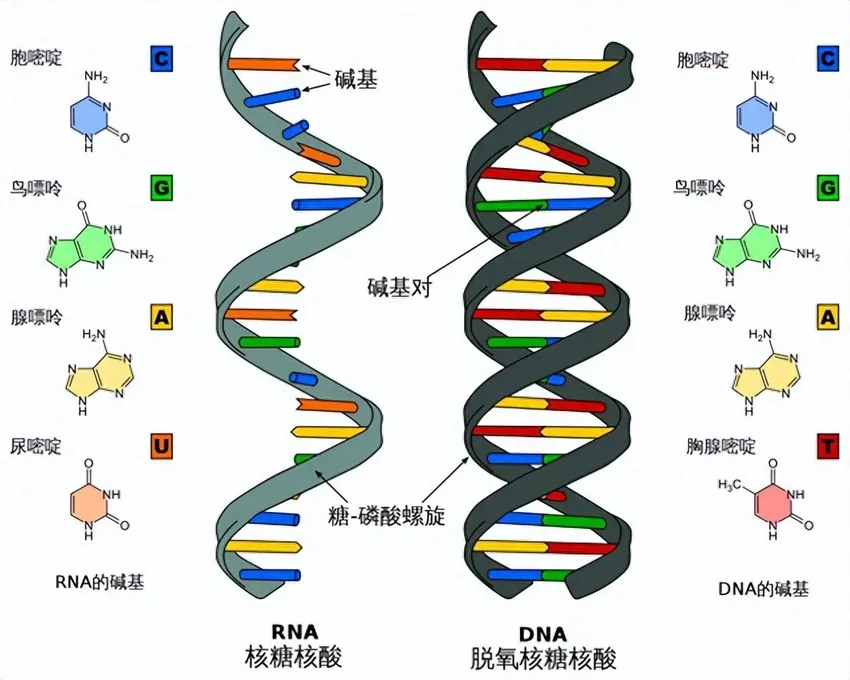 人类都是外星人的亲戚？两位科学家认为：生命可能是从地球外来的