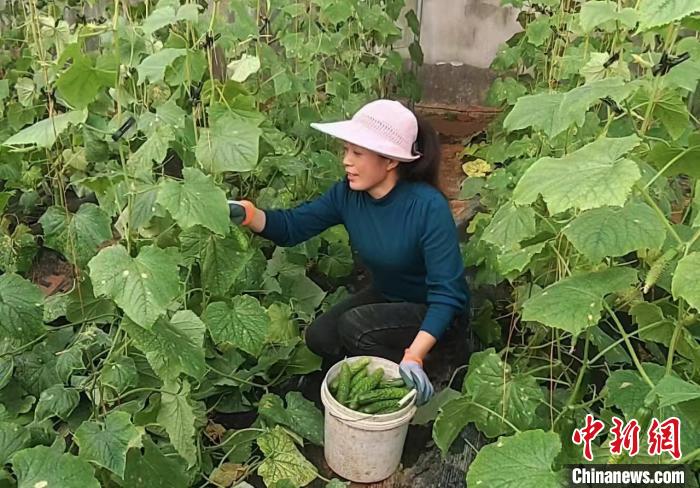 （乡村行·看振兴）“猫冬”变“忙冬” 山东莱阳冬暖大棚绿意浓