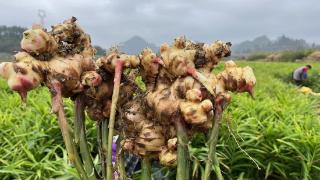 荔波新场村生姜迎来大丰收