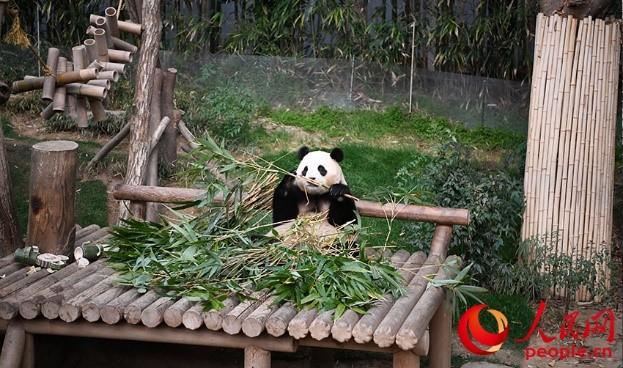 旅韩大熊猫“福宝”最后一天上班 韩国民众凌晨排队告别
