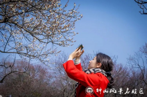 美了！梅花山喜得新花伴新年