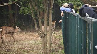 太突然！“顶流”一死一伤，死因等待确认...