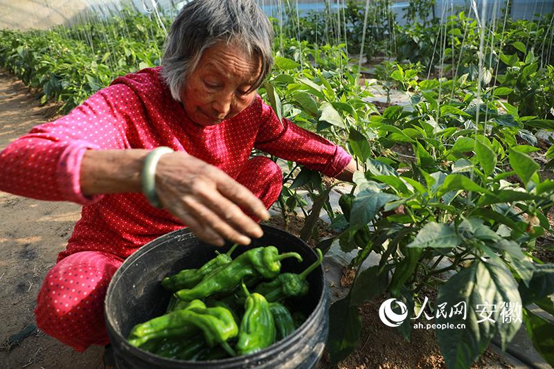 新春走基层 | 安徽五河：“田野车间”忙 蔬菜产业旺