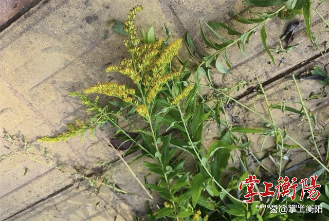 衡阳市雁峰区城管执法局铲除“加拿大一枝黄花”植株