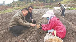 农技服务忙 田间授“锦囊”