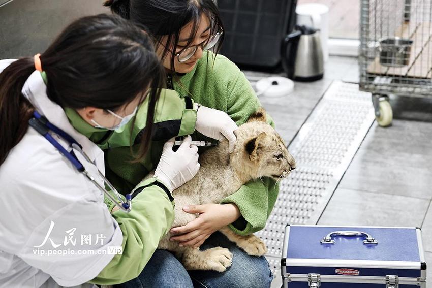 江苏南通：野生动物体检忙