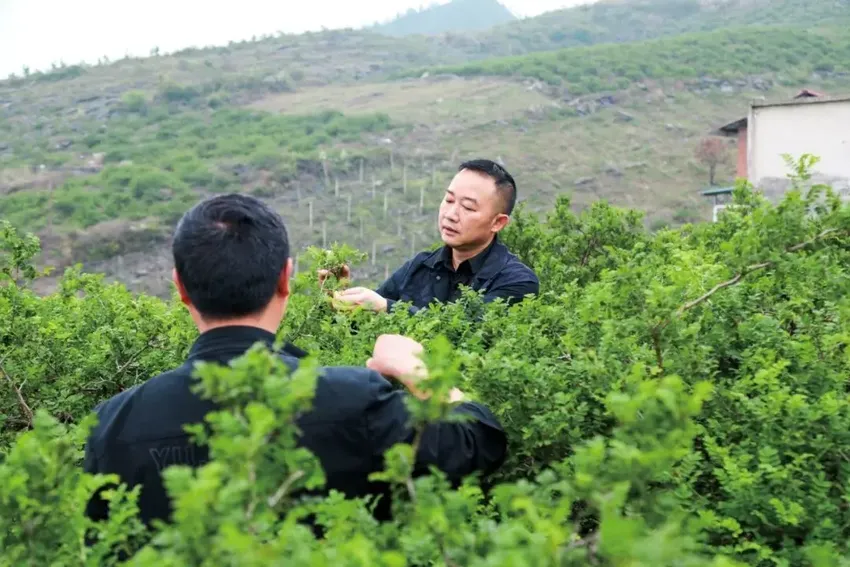 让全村爆哭的男人，有什么来头