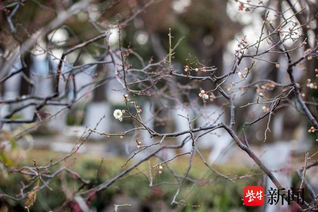 南京玄武湖第一朵梅花在人们的期待中开放，洁白无瑕