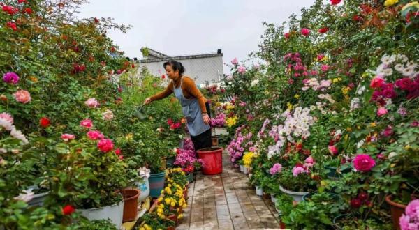 一家人精心呵护“繁花”梦想花园已成真