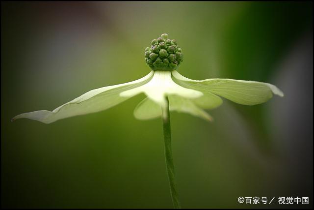 子女学会独立，自我成长，才能更好地为自己的人生负责