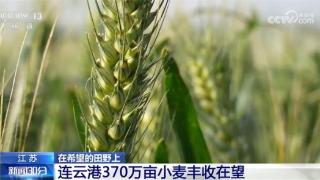 江苏连云港370万亩小麦陆续进入灌浆关键期