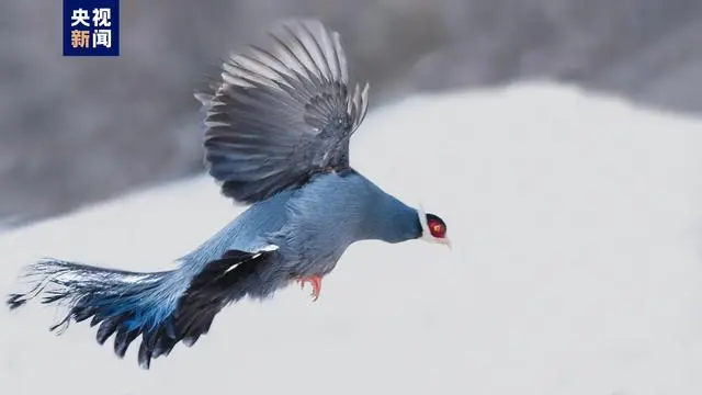 山地鸡中的“蓝精灵”雪中起舞 组团打卡祁连山