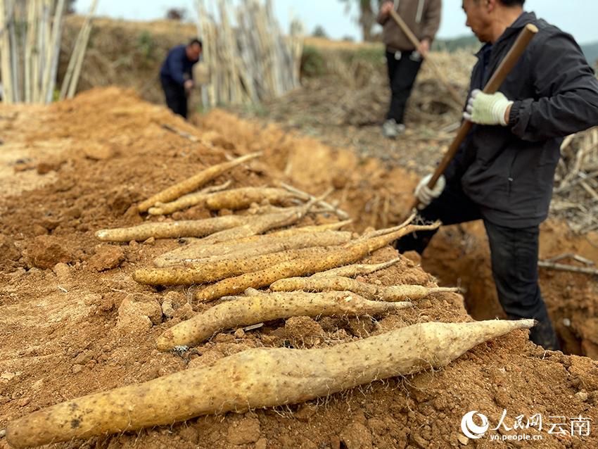 云南禄丰清河村：拎稳土特产 发展上台阶