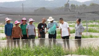 江西东乡：田间传技 科技助农