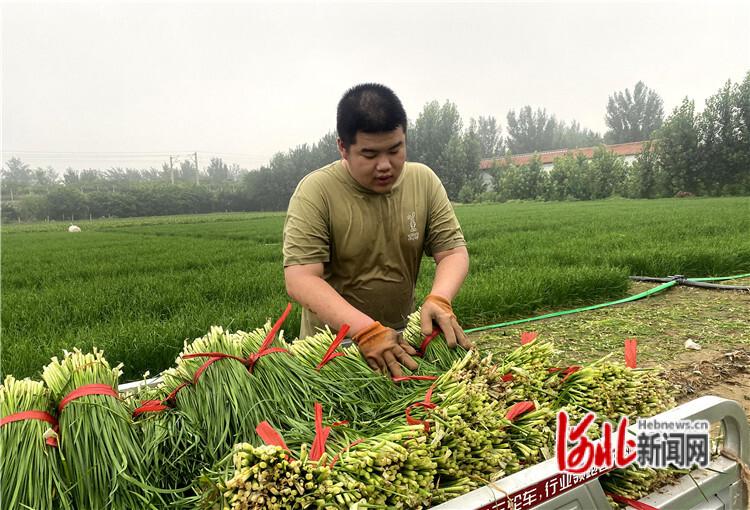 廊坊固安：韭菜飘香迎丰收