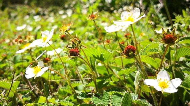 野草莓的营养价值