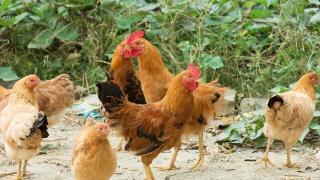鸡群打架互啄的原因   鸡啄鸡最有效的土方法
