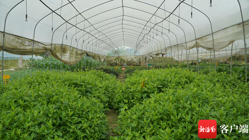 新春走基层 | 五指山的野菜“种”出美好前景