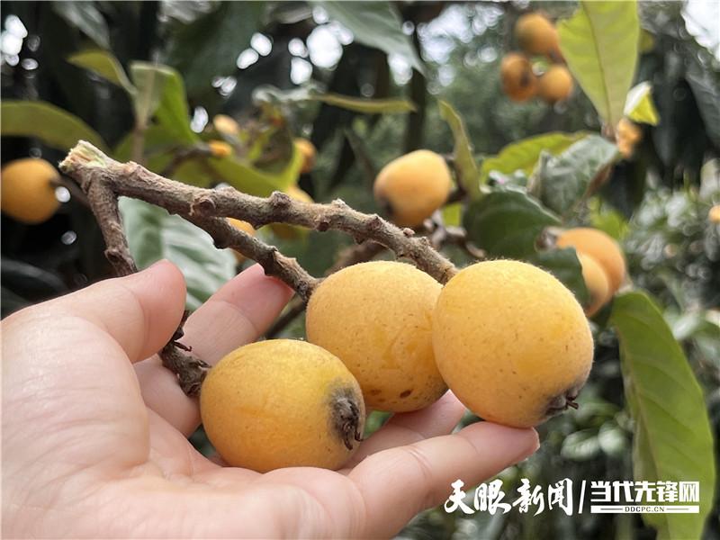 黔村+ ｜②村果篇：甜蜜的高原滋味 幸福的贵州味道