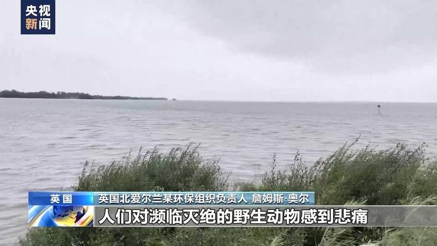 英国最大湖泊内伊湖污染连锁反应显现 多行业遭重创