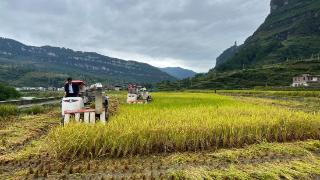 技术下田、农机上山、生物防治——贵州秋收一线见闻