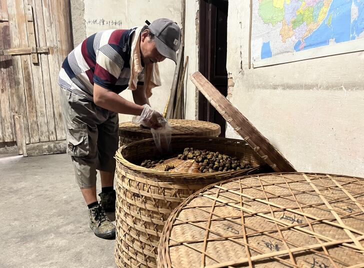 旌德：让枝繁叶茂留住千年记忆