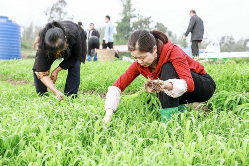 四川合江：高粱移栽正当时