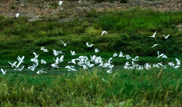 舞阳莲花镇沙河国家湿地公园湿地生态修复典型案例