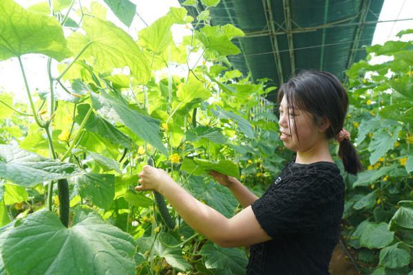 河北灵寿农户在蔬菜种植基地采摘黄瓜促增收致富