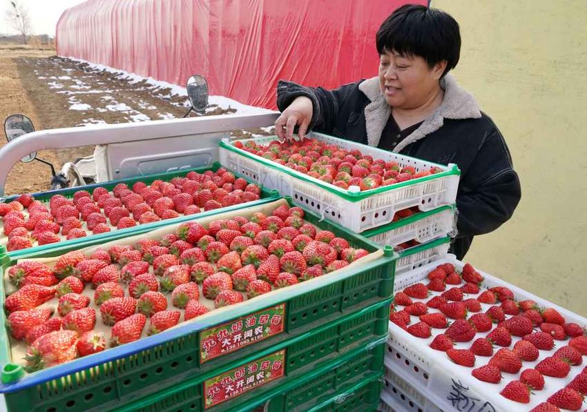 昌黎：“立体种植+休闲采摘”，“草莓村”丰收了