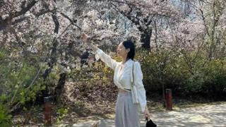 韩国知名男星，演员崔成俊，爬上樱花树拍照，韩网友留言批评