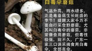 正大量上市，很多人爱拿来做菜！医生提醒：越鲜越毒，无特效解药