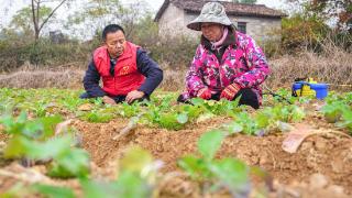 江西南丰：田间把脉问诊，助力油菜冬管