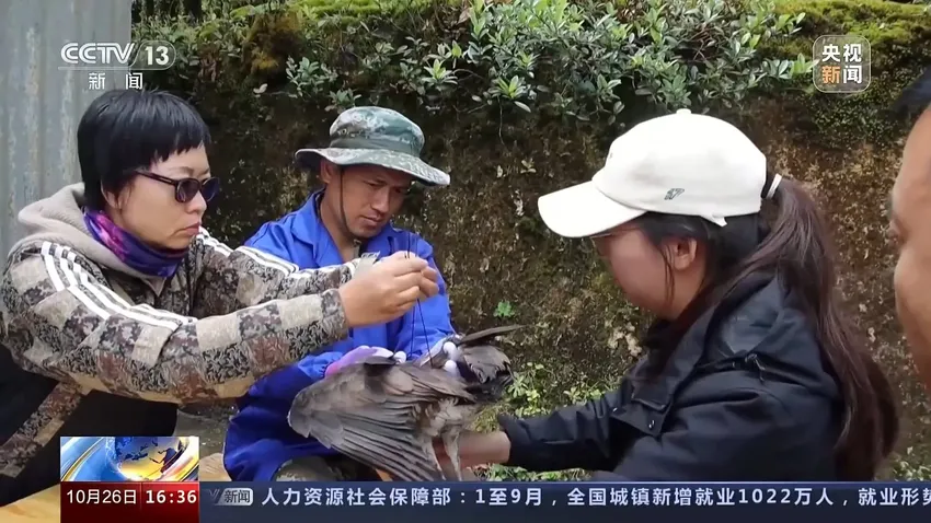 云南又到候鸟迁徙季 科研人员集中开展鸟类环志和种群统计工作