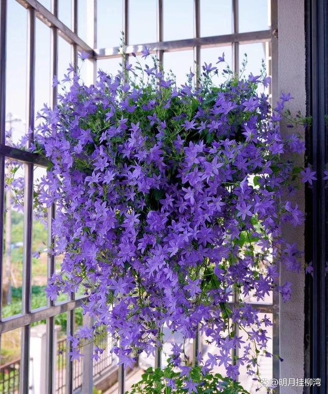 “逆袭”成功的一种花，从路边的野草，到蓝色系植物“天花板”