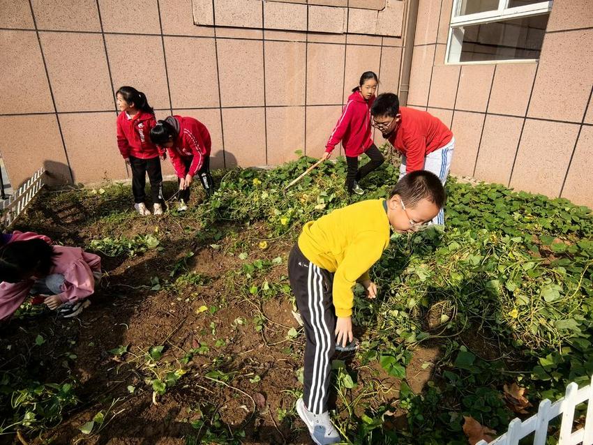 小小地瓜里的大课堂！这所学校正在开展“挖地瓜”劳动实践