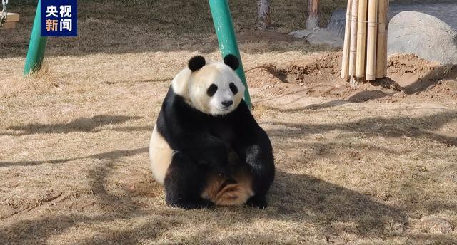 四只大熊猫齐聚兰州野生动物园，看看吧