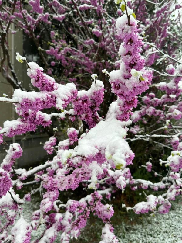 河南发布暴雪红色预警三月飞雪又被叫做“桃花雪”