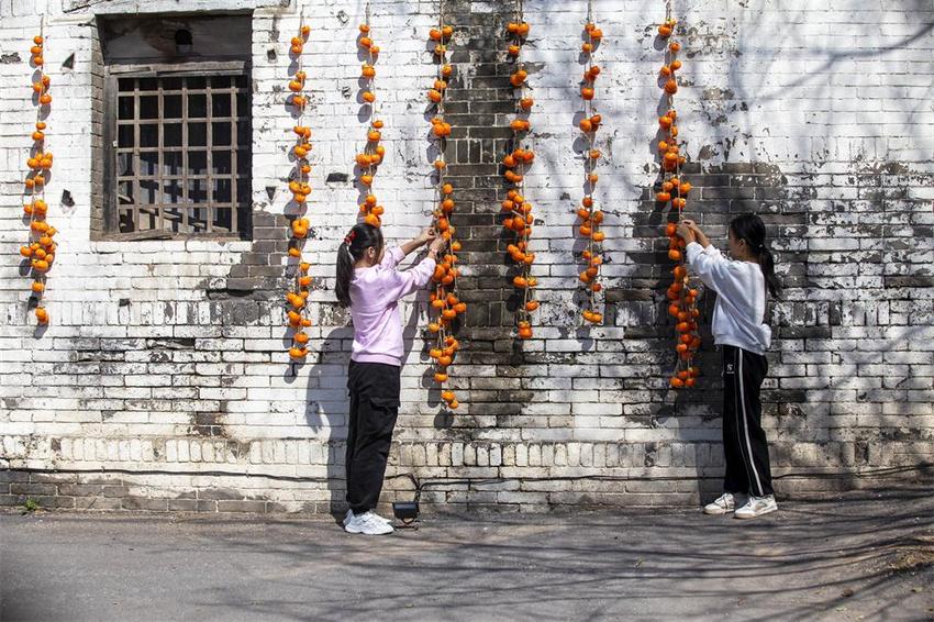 邯郸市复兴区：柿子红了