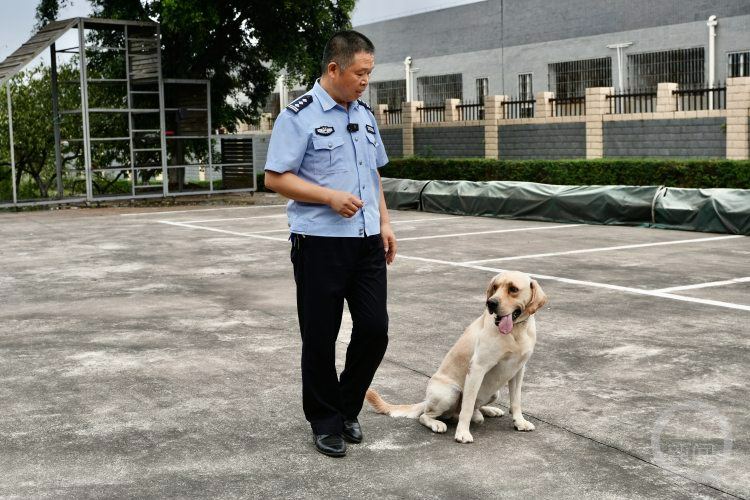 百姓记录｜警队来了第一位警犬女训导员 她想训出一只“功勋犬”！