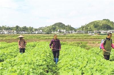 秋冬油菜种植忙