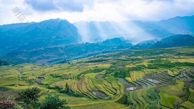 细数人间好风景，最是穗熟稻黄时